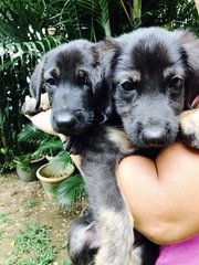 Ron Weasley &amp; Harry Potter  - German Shepherd Dog Mix Dog