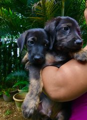 Ron Weasley &amp; Harry Potter  - German Shepherd Dog Mix Dog