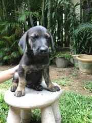 Ron Weasley &amp; Harry Potter  - German Shepherd Dog Mix Dog