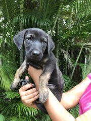 Ron Weasley &amp; Harry Potter  - German Shepherd Dog Mix Dog