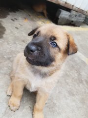 G.o.t Puppies For Adoption  - Mixed Breed Dog