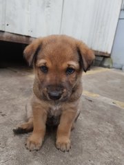 G.o.t Puppies For Adoption  - Mixed Breed Dog