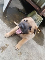 G.o.t Puppies For Adoption  - Mixed Breed Dog