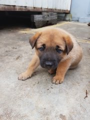 G.o.t Puppies For Adoption  - Mixed Breed Dog