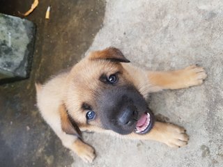 G.o.t Puppies For Adoption  - Mixed Breed Dog