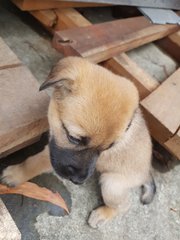 G.o.t Puppies For Adoption  - Mixed Breed Dog