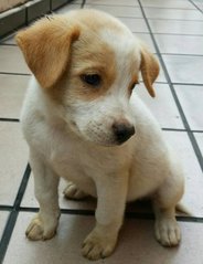 Pepsi - Mixed Breed Dog