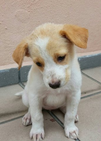 Pepsi - Mixed Breed Dog