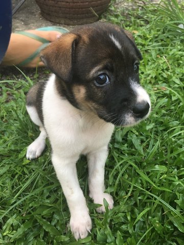 Maple And Spiderdog - Mixed Breed Dog