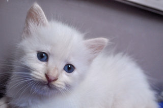 Donatella Versace - Ragdoll Cat