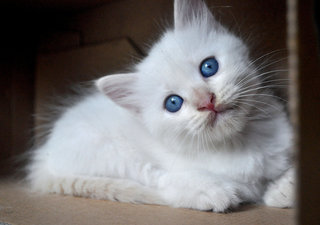 Donatella Versace - Ragdoll Cat