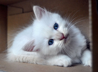 Donatella Versace - Ragdoll Cat