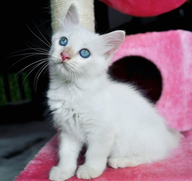 Donatella Versace - Ragdoll Cat