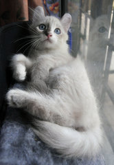 Giorgio Armani - American Curl Cat