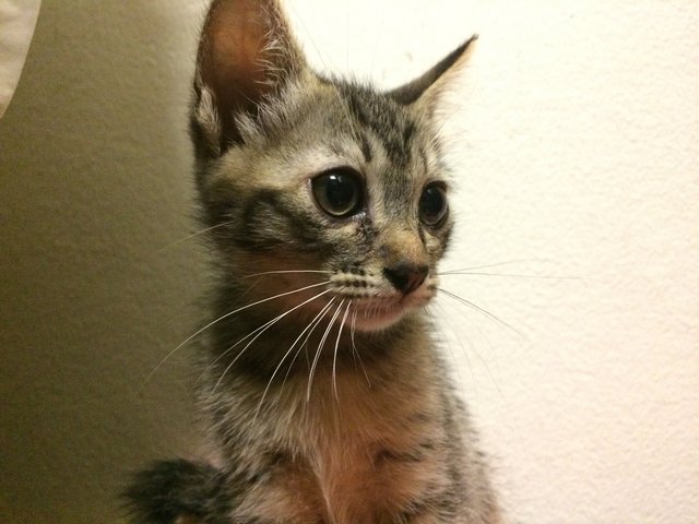 Jingga, Tabby &amp; Calico  - Domestic Short Hair + Domestic Long Hair Cat