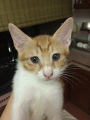 Jingga, Tabby &amp; Calico  - Domestic Short Hair + Domestic Long Hair Cat