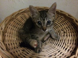 Jingga, Tabby &amp; Calico  - Domestic Short Hair + Domestic Long Hair Cat