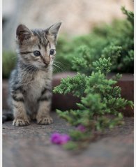 Lolo - Domestic Short Hair Cat