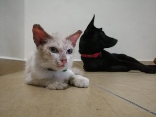 Chloe chilling with our rescued dog when she first came to us. 