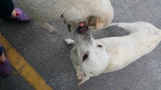 4 Flooffball - Mixed Breed Dog