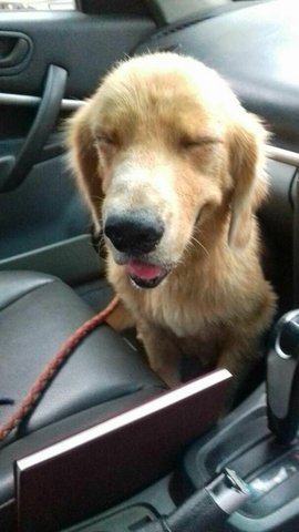 Golden Retriever Found  - Golden Retriever Dog