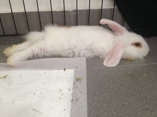 Mochi  - Holland Lop Rabbit