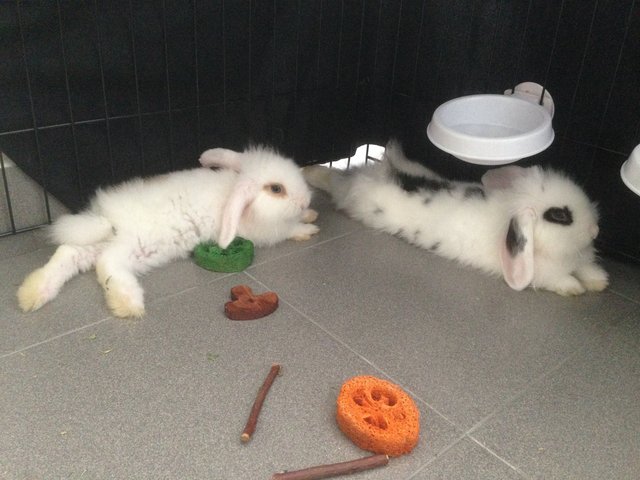 Mochi  - Holland Lop Rabbit