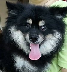 O-nee - Pomeranian Dog