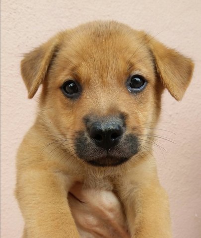 B2 - Mixed Breed Dog