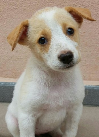 Banana - Mixed Breed Dog