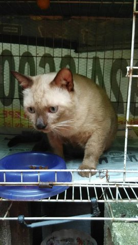 Kitty 23 - Siamese Cat