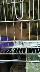 Kitty 23 - Siamese Cat