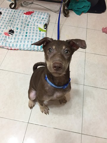 Bobby - Rhodesian Ridgeback Mix Dog