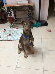 Bobby - Rhodesian Ridgeback Mix Dog