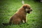 Cute Cody takes a big yawn.