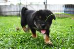 Gorgeous Yumi enjoys running in the yard.  