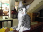 simba a male very adorable and loving