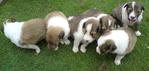 Shetland Sheepdog Puppies  - Shetland Sheepdog Sheltie Dog