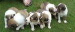 Shetland Sheepdog Puppies  - Shetland Sheepdog Sheltie Dog