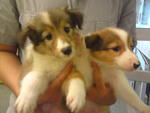 Shetland Sheepdog Puppies  - Shetland Sheepdog Sheltie Dog