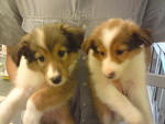 Shetland Sheepdog Puppies  - Shetland Sheepdog Sheltie Dog