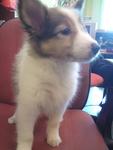 Shetland Sheepdog Puppies  - Shetland Sheepdog Sheltie Dog