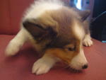 Shetland Sheepdog Puppies  - Shetland Sheepdog Sheltie Dog