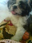 Boboy@ Boy - Shih Tzu + Japanese Chin Dog