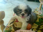 Boboy@ Boy - Shih Tzu + Japanese Chin Dog