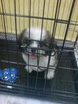 Boboy@ Boy - Shih Tzu + Japanese Chin Dog