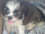 Boboy@ Boy - Shih Tzu + Japanese Chin Dog