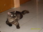 Chiro - Persian Cat
