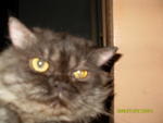 Chiro - Persian Cat