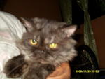 Chiro - Persian Cat